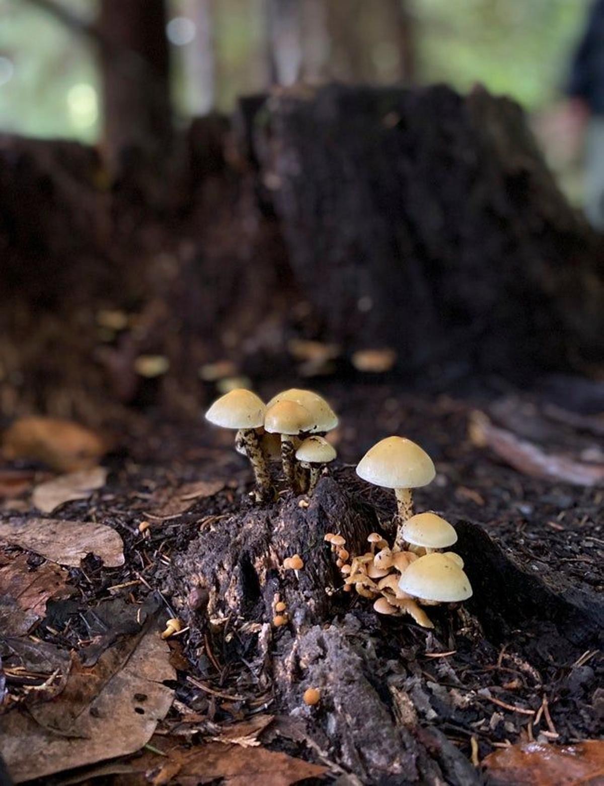 Naturaleza en Madeira