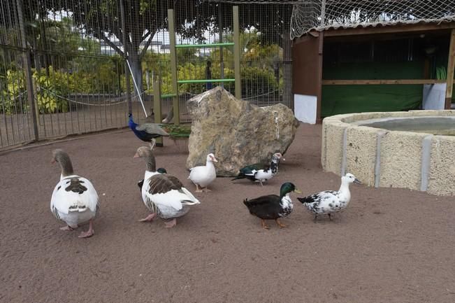 04-05-2016 TELDE. Nuevo espacio para aves en el parque de San Juan. Fotógrafo: ANDRES CRUZ