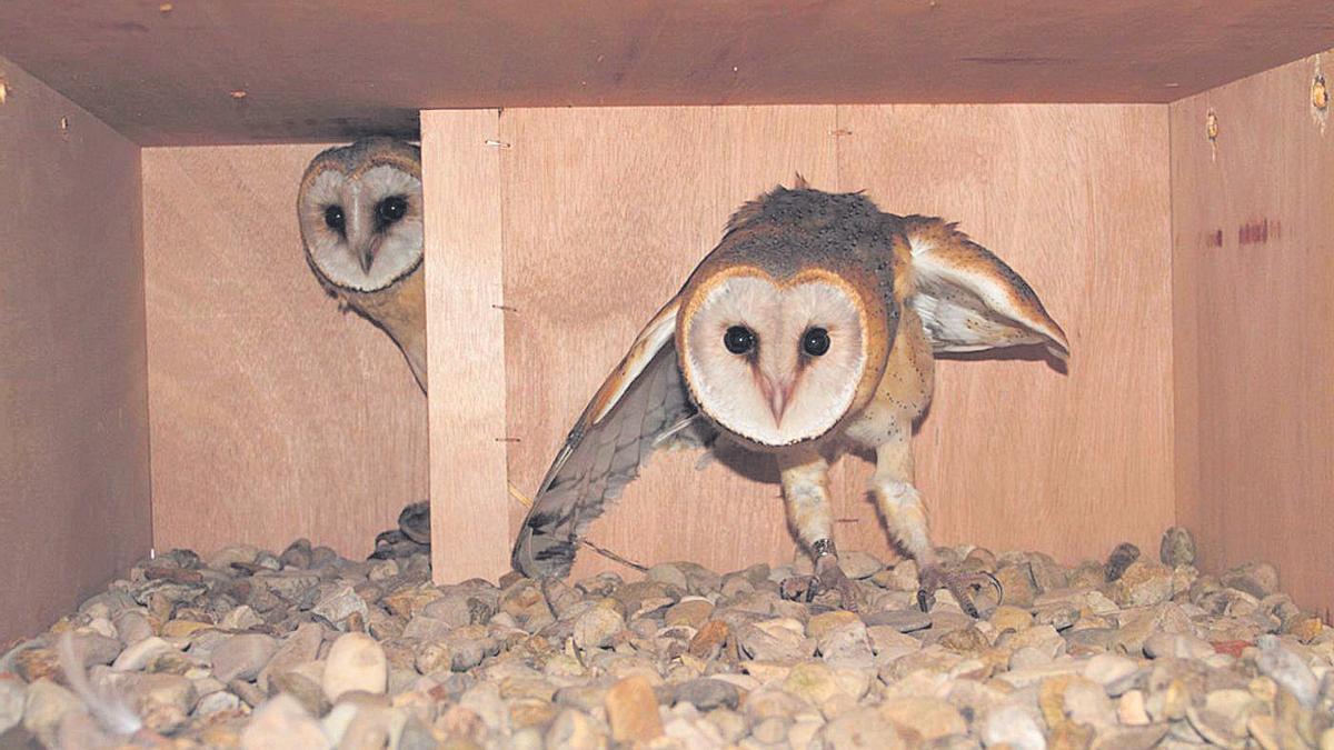 Las lechuzas y mochuelos, entre las aves rapaces presentes en la zona.