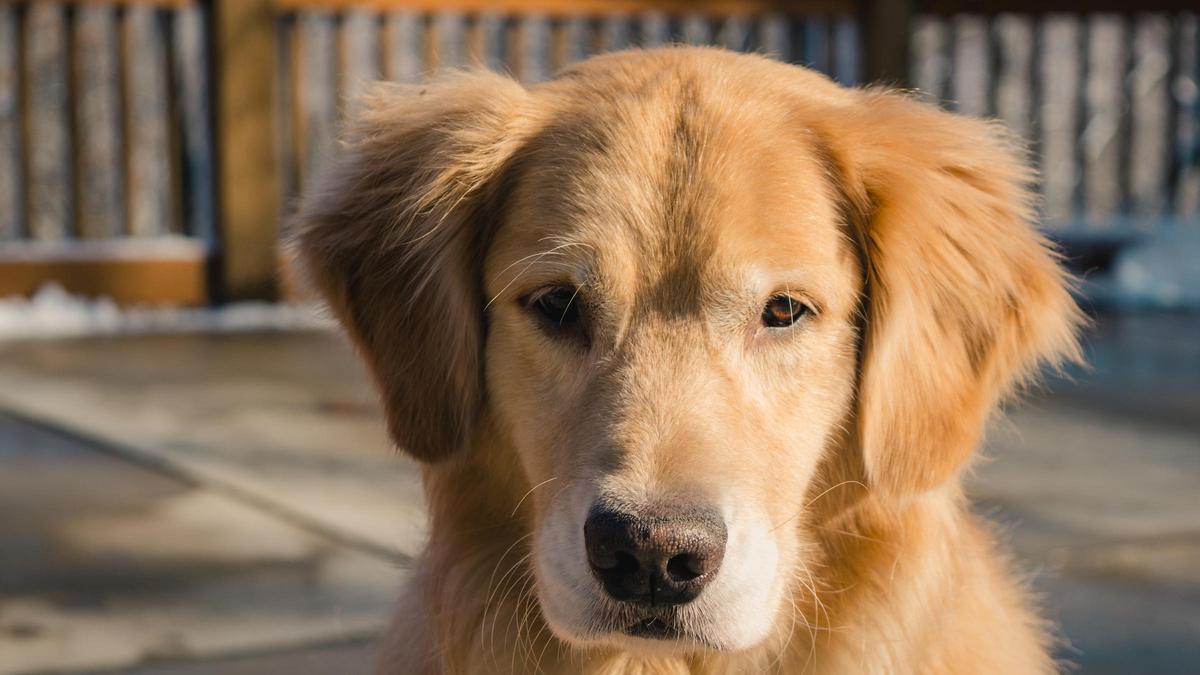 Golden Retriever.