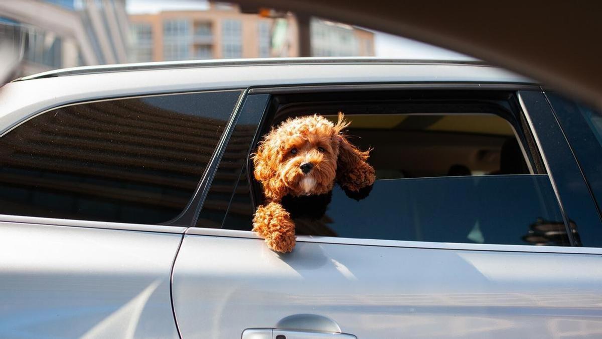 Mascota de viaje en un coche