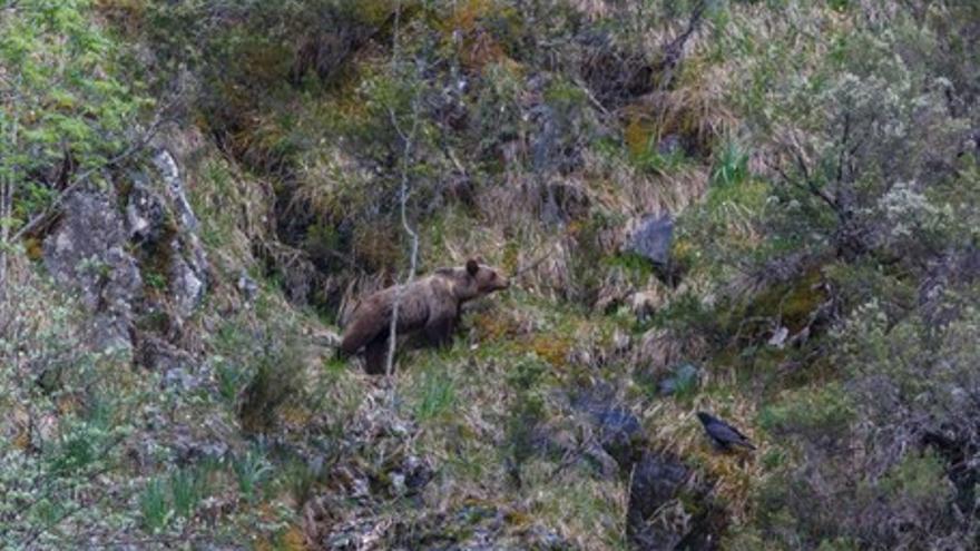 Cantábrico. Los dominios del oso pardo