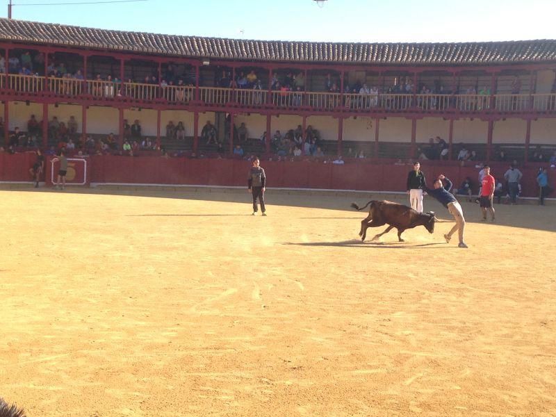 Toro de cajón y encierro urbano en Toro