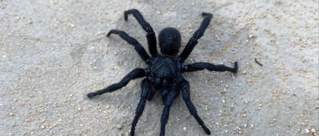 Encuentran una araña toro en una piscina de Ibiza - Levante-EMV