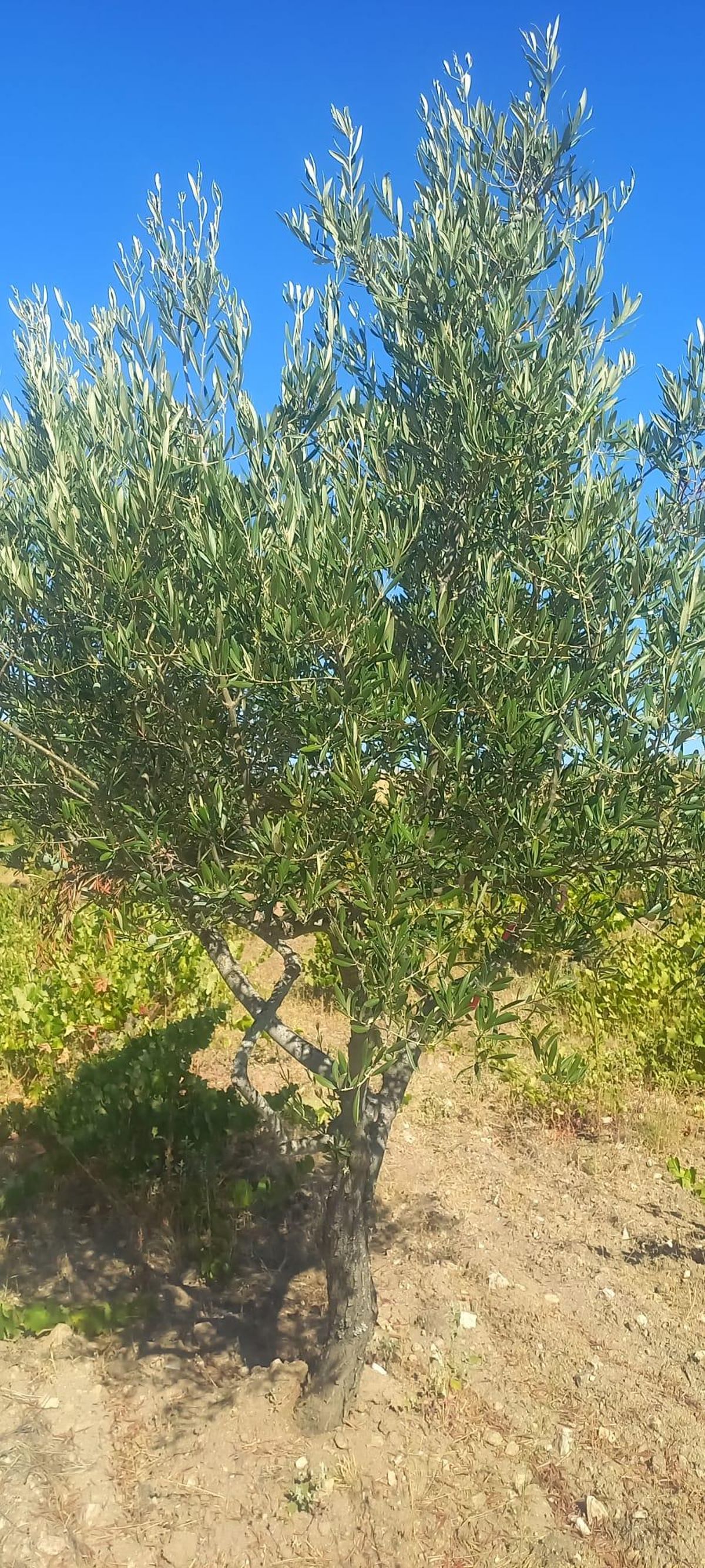 Olivo joven sin aceitunas