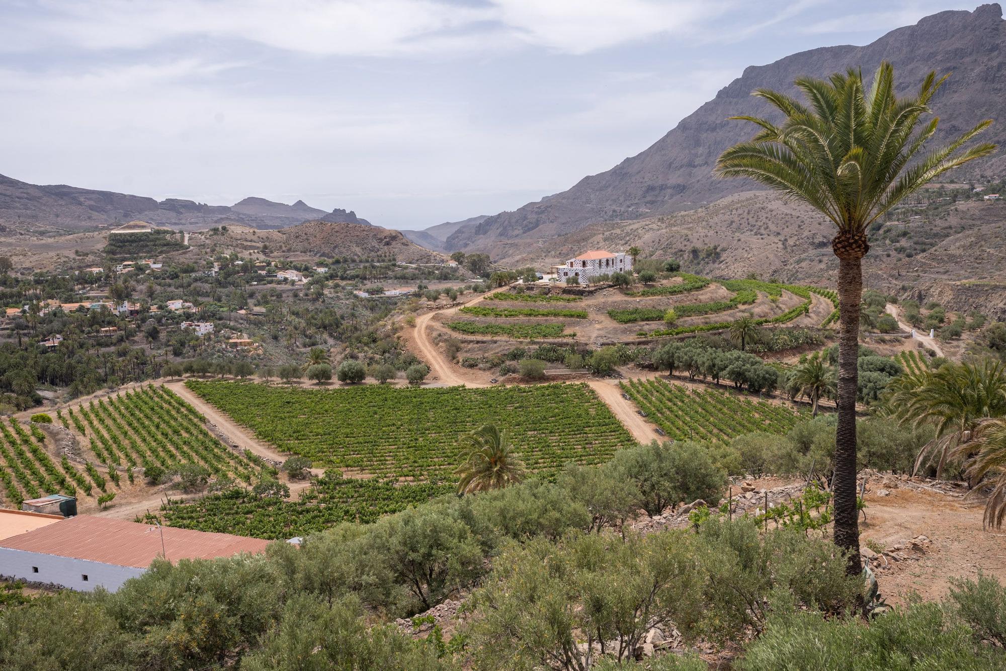 David Silva inaugura su nueva bodega en el barranco de Tirajana