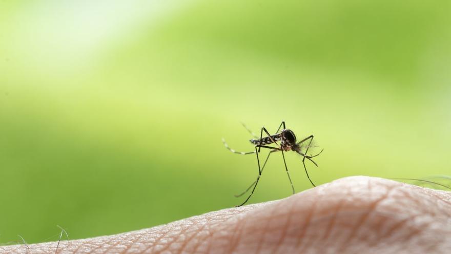 Aleja a los mosquitos con este sorprendente alimento: ¡Funciona de verdad!