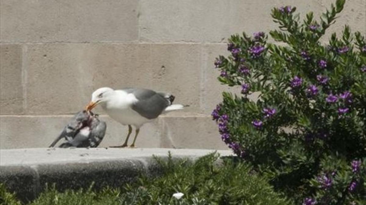 Una gaviota se da un banquete con una paloma, en una terraza interior del Ayuntamiento de Barcelona.
