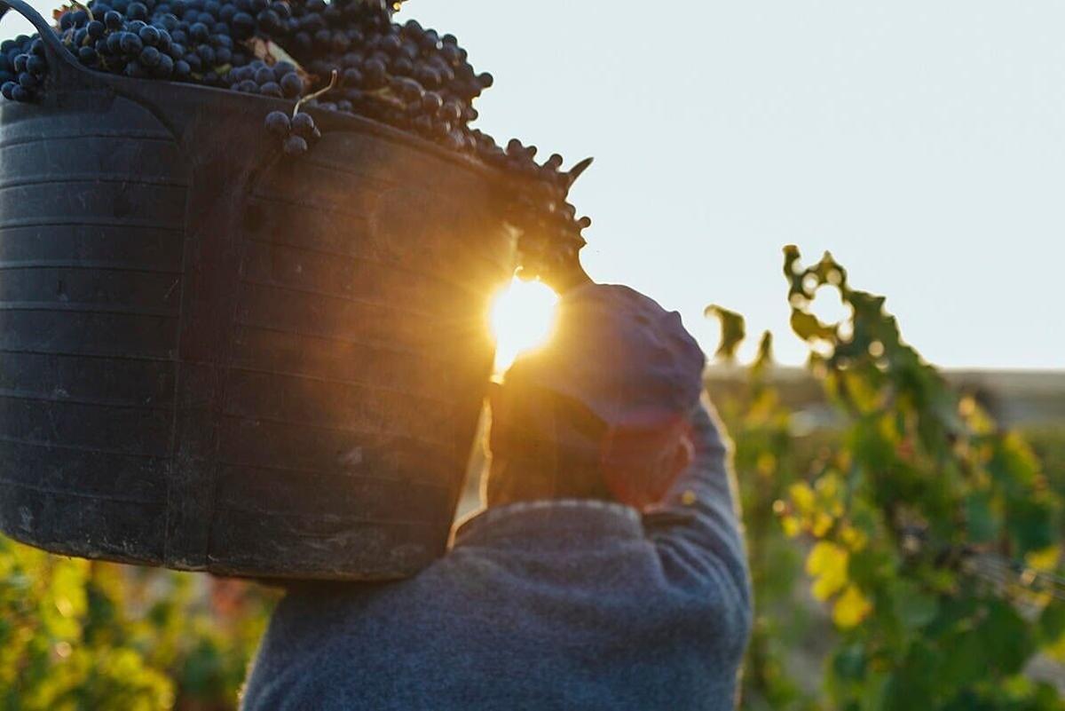 20/09/2023 Reconocidos 14 nuevos viñedos singulares en la Denominación de Origen Calificada Rioja . El Ministerio de Agricultura, Pesca y Alimentación ha publicado en el Boletín Oficial del Estado el reconocimiento de 14 nuevos viñedos singulares en la Denominación de Origen Calificada Rioja (DOCa Rioja), de los que ocho están situados en la Comunidad Autónoma de La Rioja y seis en la provincia de Álava. SOCIEDAD ESPAÑA EUROPA LA RIOJA DOCA RIOJA