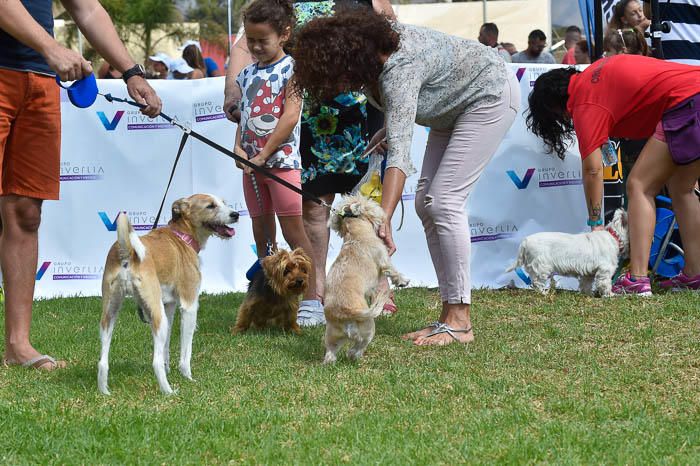 II Feria de mascotas, en Maspalomas