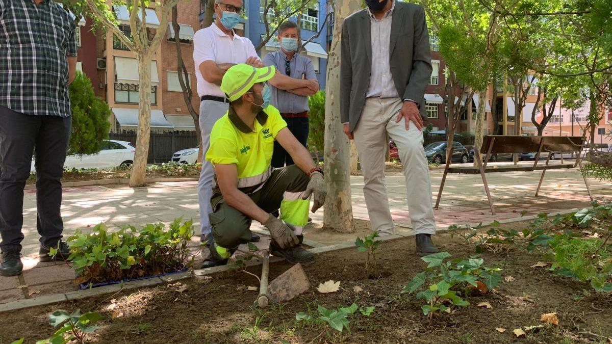 El Plan Hiedra &#039;tapizará&#039; 30.000 m2