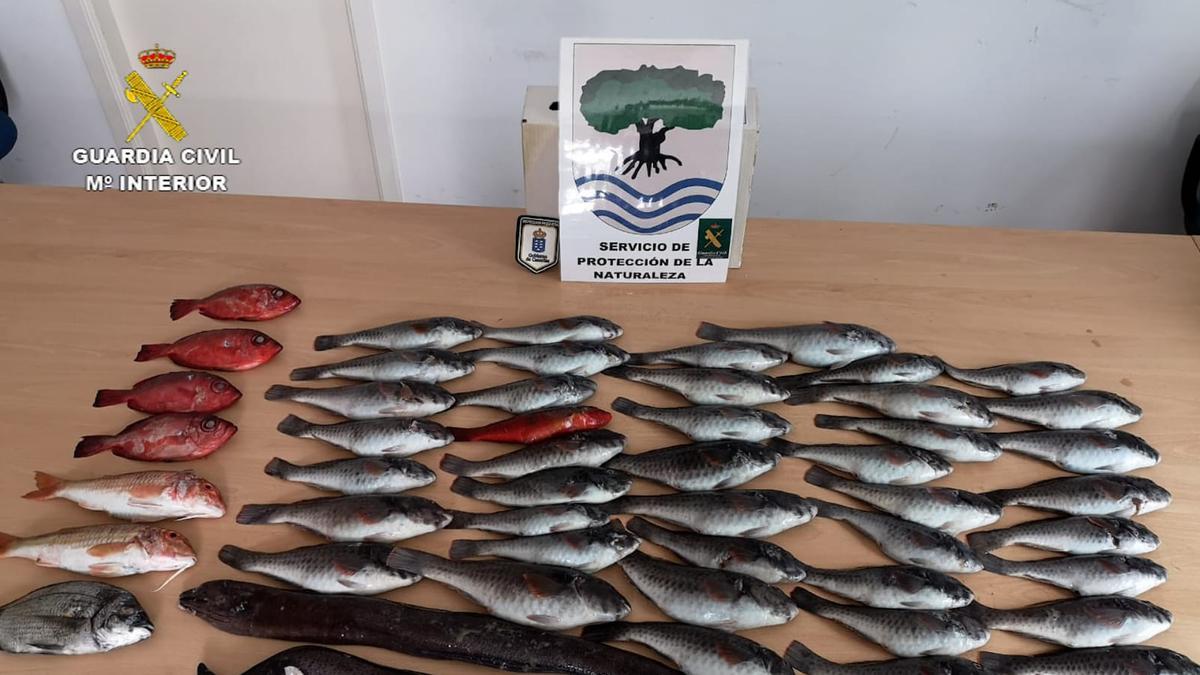Incautación de 57 kilos ilegales de pescado en restaurantes de Tenerife