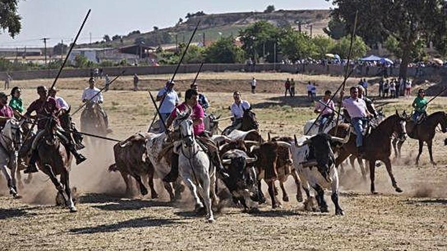 Los toros son conducidos para un espante.