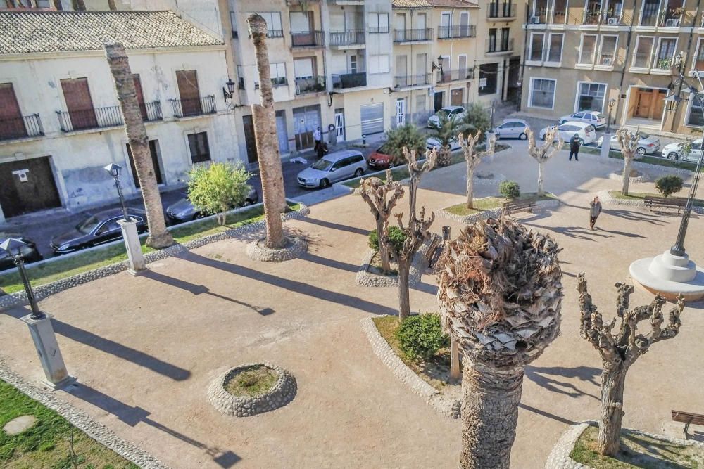 El área de Infraestructuras del Ayuntamiento de Orihuela retira desde hoy 23 troncos y tocones de las palmeras de la plaza de Santa Lucía. Un auténtico "monumento al picudo" en los últimos meses. Toda