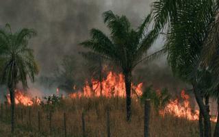 Los incendios forestales en Bolivia han dañado 1,8 millones de hectáreas