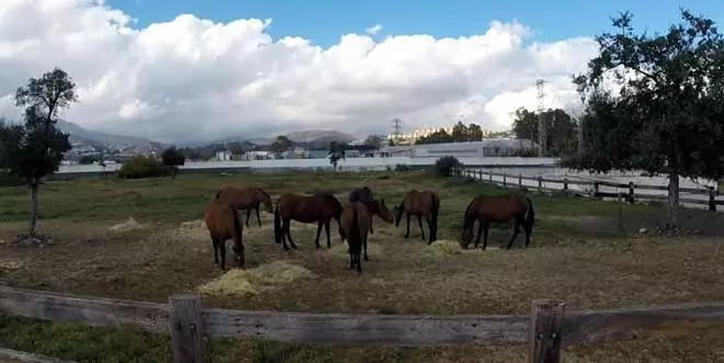 2019: Resumen del año en Marbella