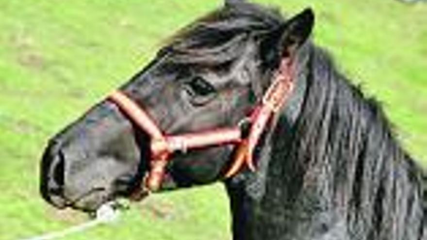 Un caballo de raza asturcón.