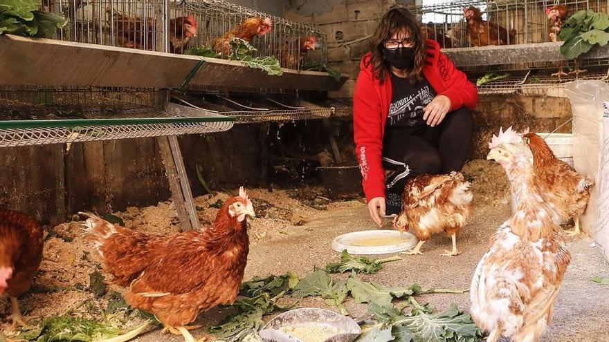 Gallinas confinadas por la gripe aviar: “Si están mucho tiempo encerradas se vuelven más agresivas”