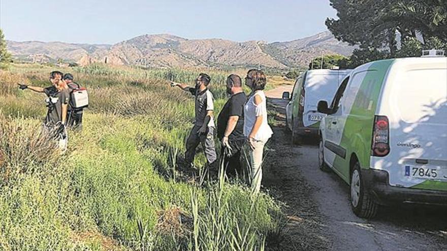 Benicàssim refuerza el tratamiento contra los mosquitos tras las lluvias