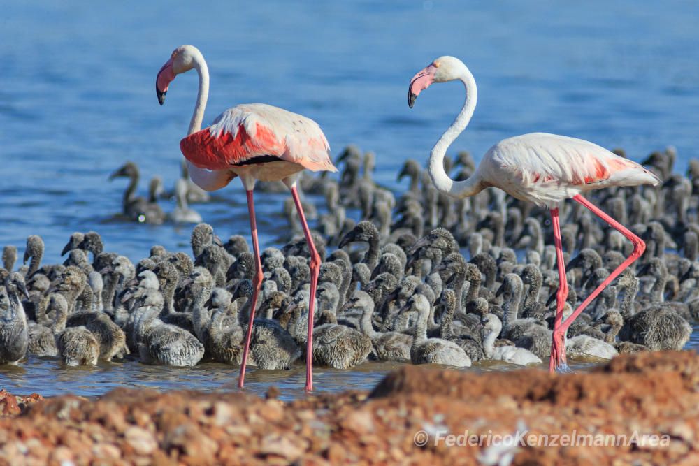 La laguna de Torrevieja acoge 1.500 ejemplares adultos de flamenco y han anidado esta primavera por primera vez en 37 años. Han nacido 600 pollos.