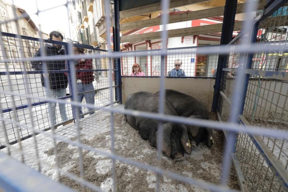 Una porcella para el alcalde