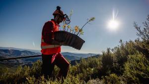 Trabajos de regeneración y reforestación en el bosque Motor Verde de Caminomorisco, Extremadura.