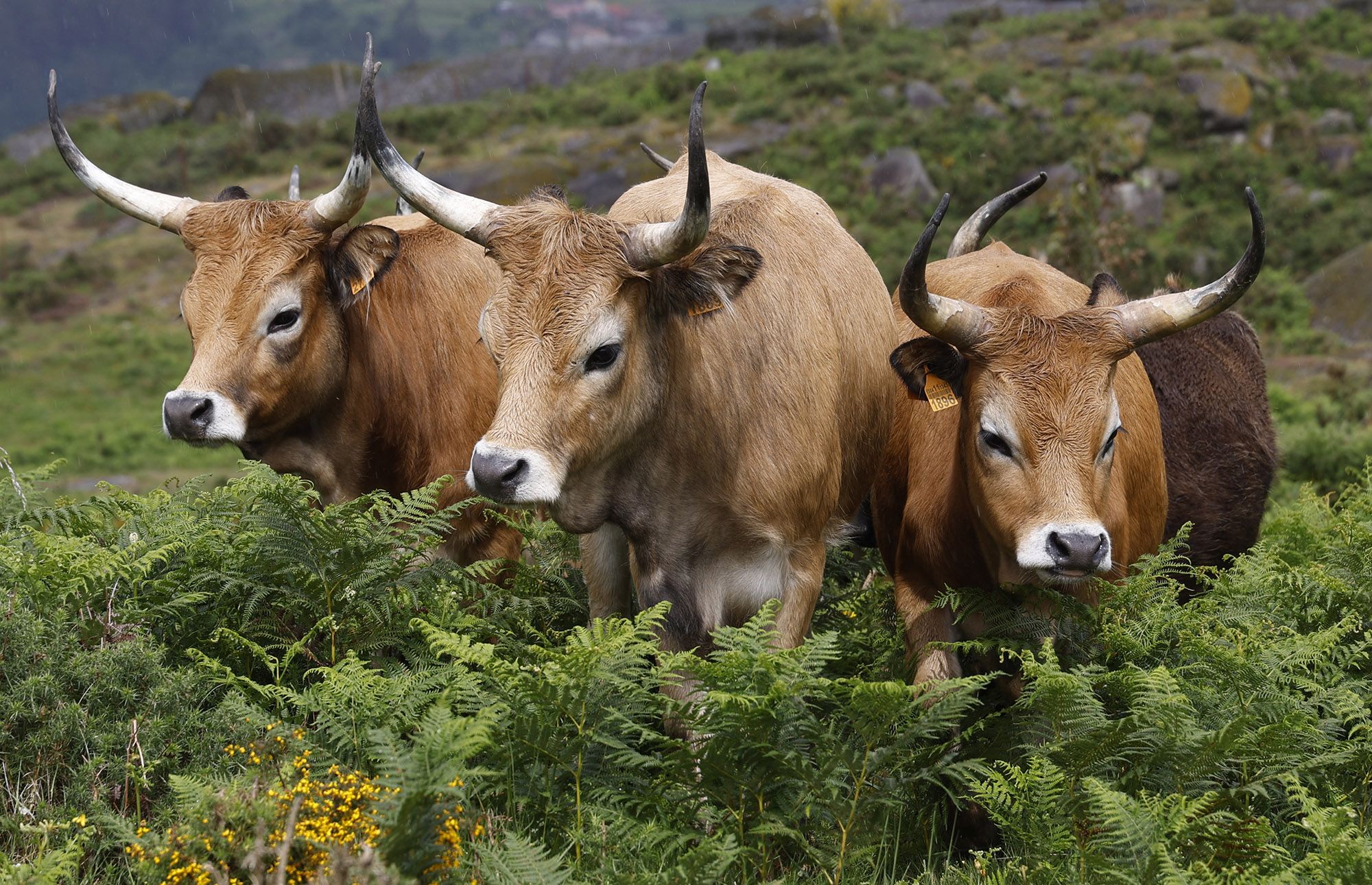 Así é a nova brigada antilumes no Galiñeiro: sete vacas cachenas e un touro