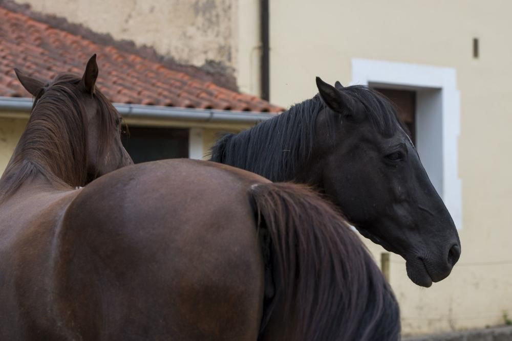 'Coaching' con caballos para empresarios