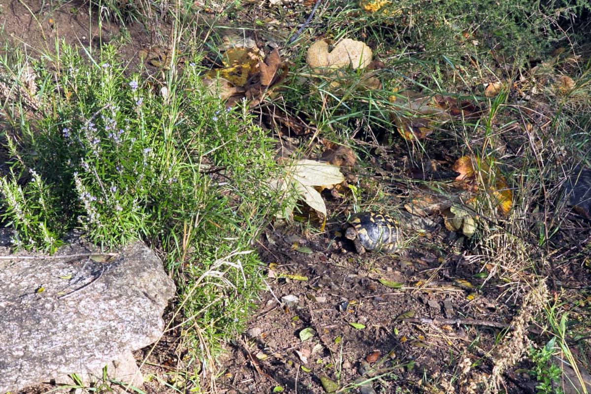 La tortuga mediterrània (a la imatge) està catalogada en perill d'extinció La tortuga mediterrània (a la imatge) està catalogada en perill d'extinció