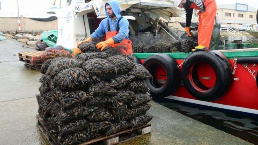 Un barco bateeiro durante una descarga de mejillón ayer en el puerto de Cambados.  // Noe Parga