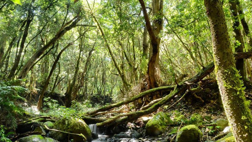 Bosque de laurisilva del Parque Nacional de Garajonay.