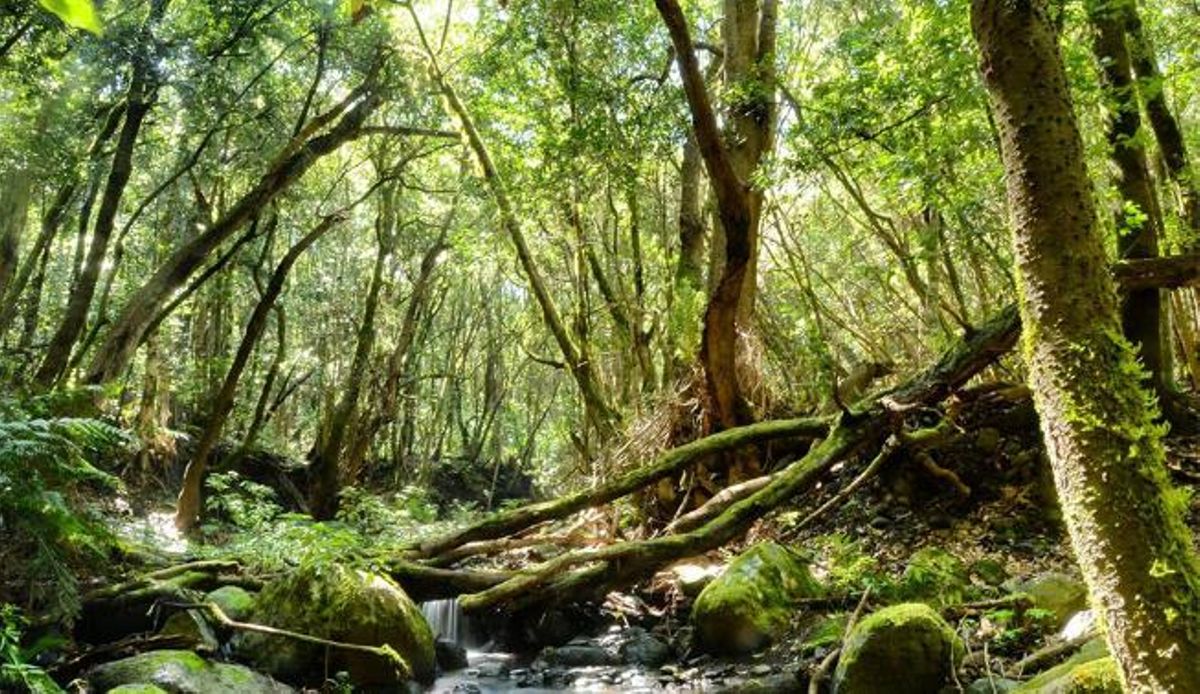 Bosque de laurisilva del Parque Nacional de Garajonay.