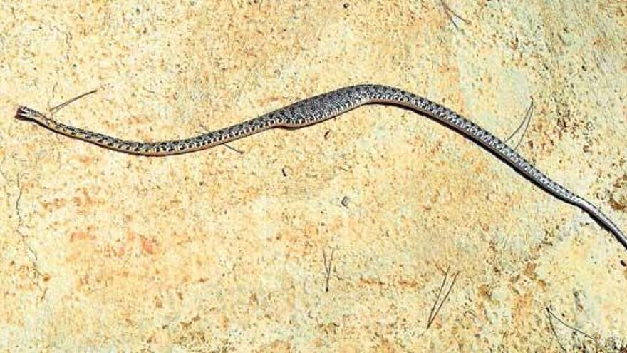 Culebra de herradura capturada tras cazar una rata. Estaba tan gorda que no podía salir de la madriguera del roedor.