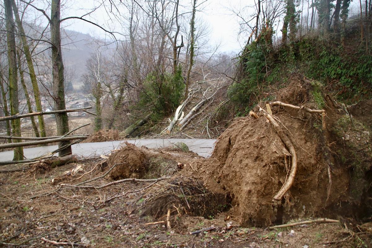 Arbres arrencats pel vent