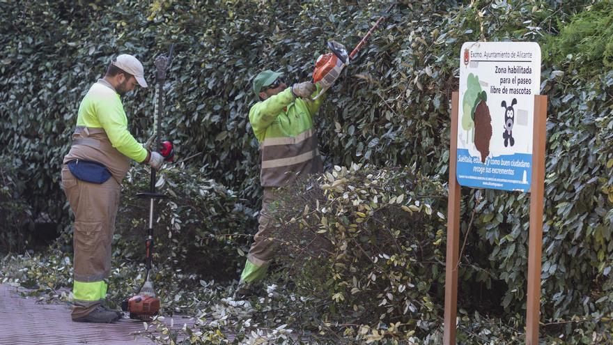 Operarios en una zona ajardinada de Alicante