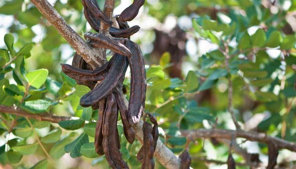 El algarrobo será una de las especies autóctonas elegidas para la reforestación.