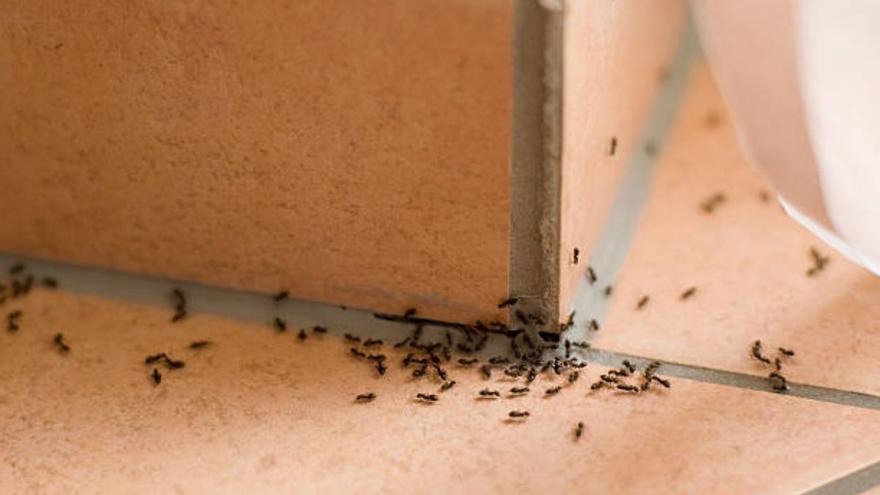 La solución para espantar las hormigas de casa sin pesticidas: el ingrediente de tu cocina que las elimina de un plumazo