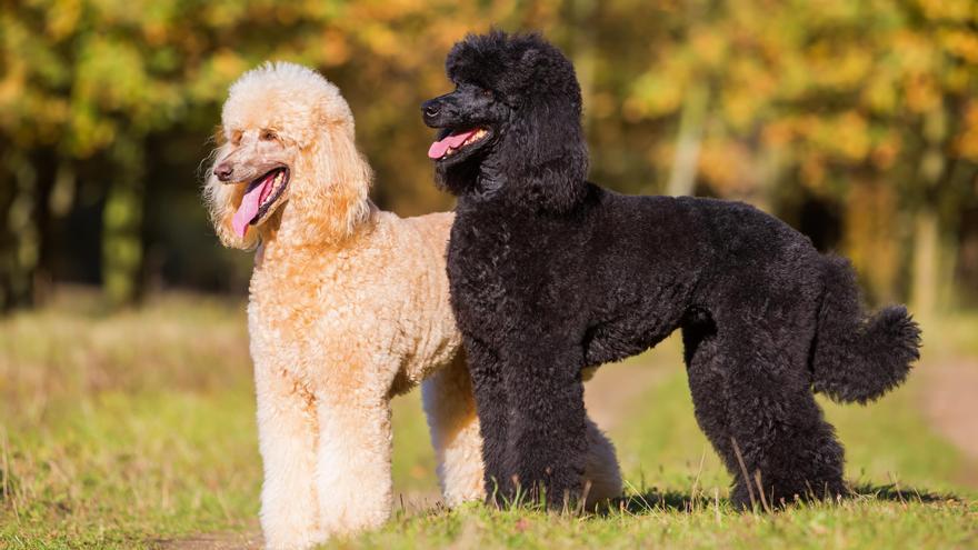 Un caniche gigante asintomático, primer perro con la variante británica del coronavirus en España