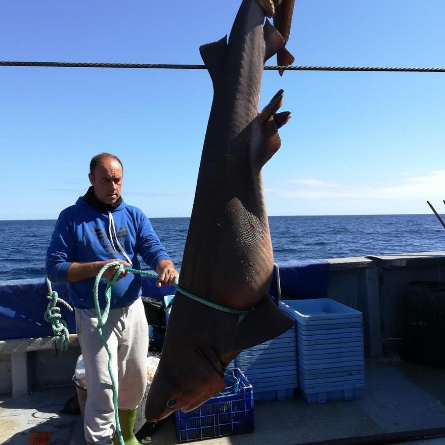 VÍDEO | Capturan un tiburón de más de 90 kilos en aguas de Castellón