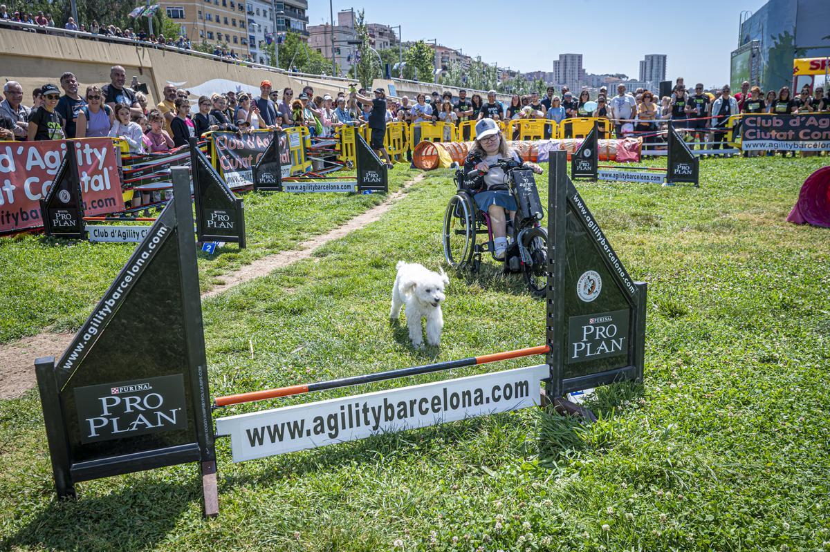 CAN WE RUN BARCELONA. La carrera organizada por Prensa Ibérica y El Periódico de Catalunya con la colaboración de Sport ,  donde las personas y sus mascotas perrunas corren en familia