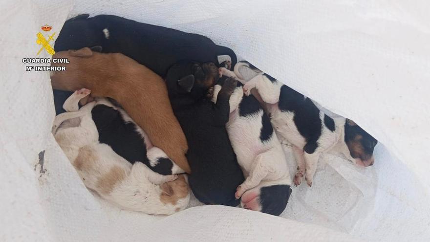 Vídeo | La Guardia Civil rescata a siete cachorros abandonados