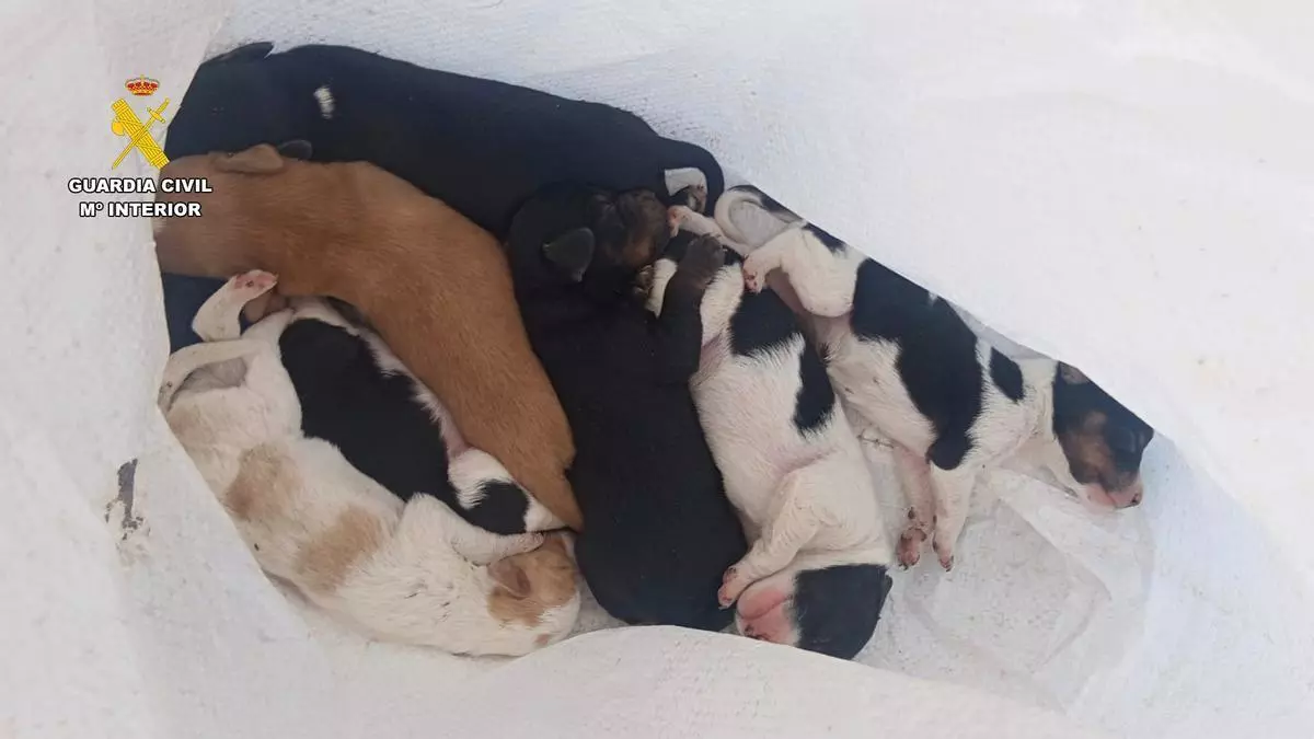 Abandonan a siete cachorros en un contenedor de basura en un pueblo de Cáceres