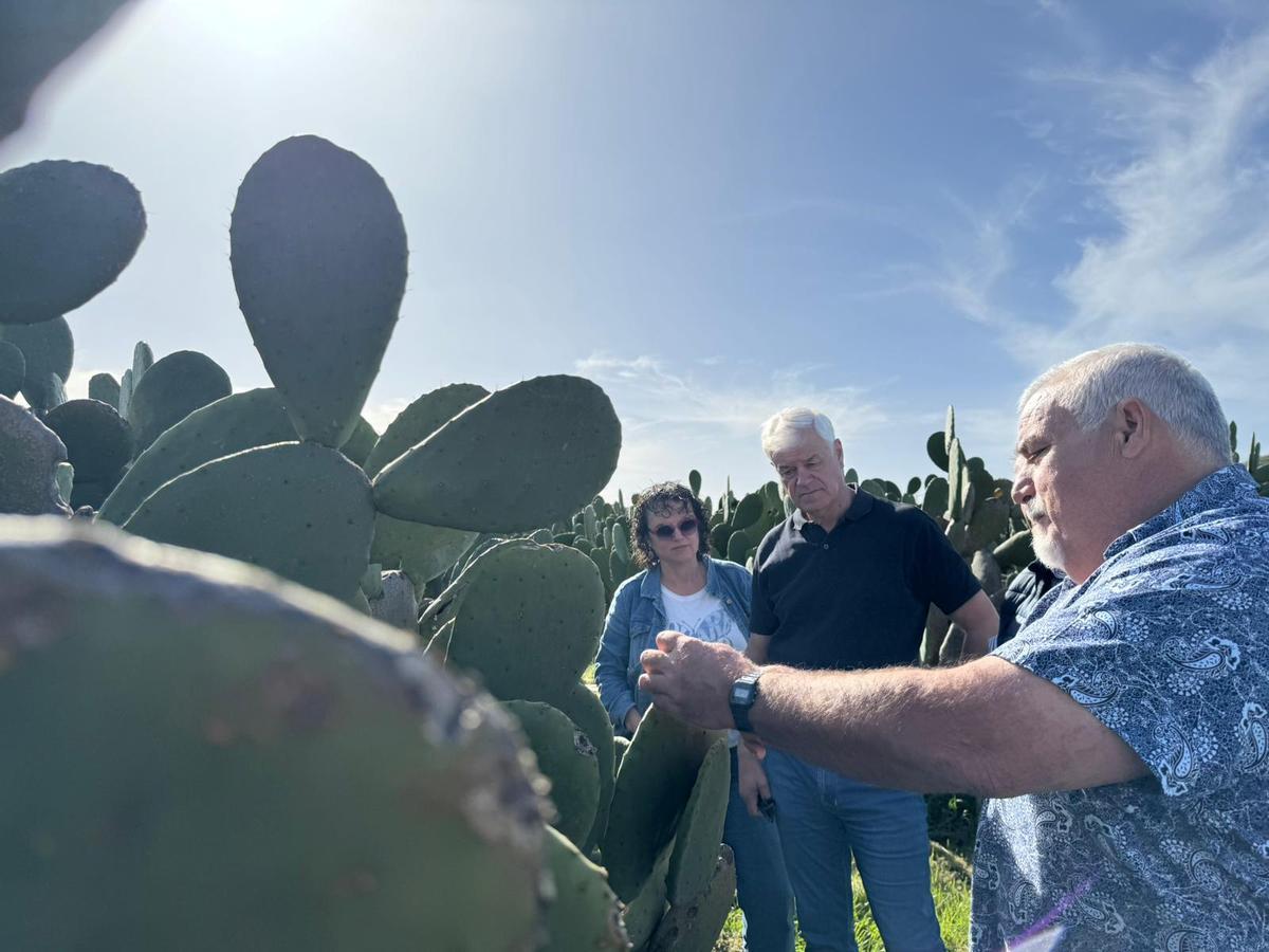 María Jesús Molina y Alpidio Armas, junto al agricultor Jorge Hernández, en la visita que realizaron ayer a la finca de tuneras de San Andrés.