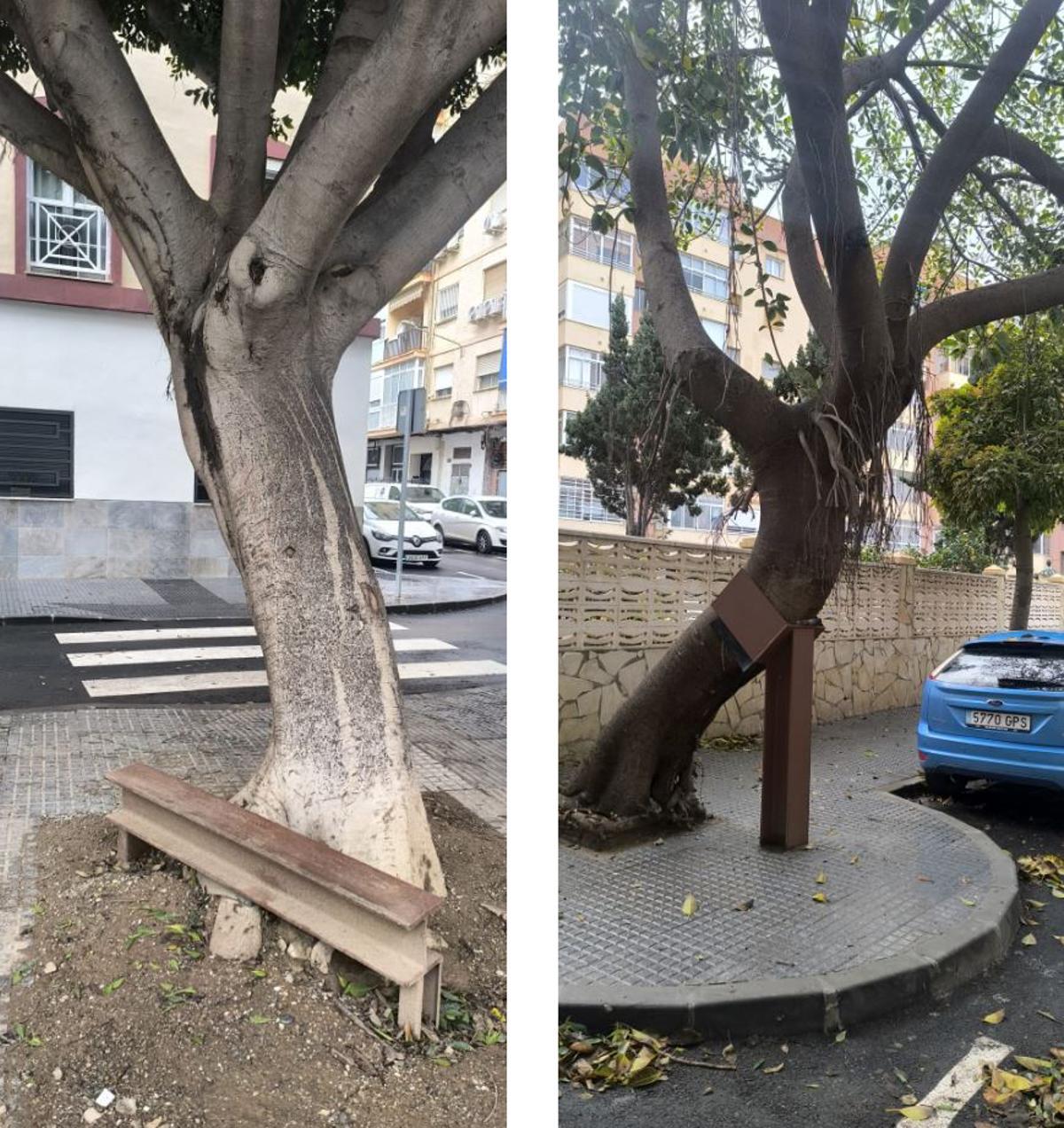 Ficus con soporte en las calles Mendoza y Cañizares, respectivamente, en la actualidad.