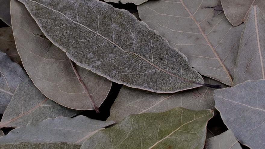 Una hoja del laurel en la nevera: el remedio de la abuela con el que terminarás para siempre con el gran problema de tu cocina