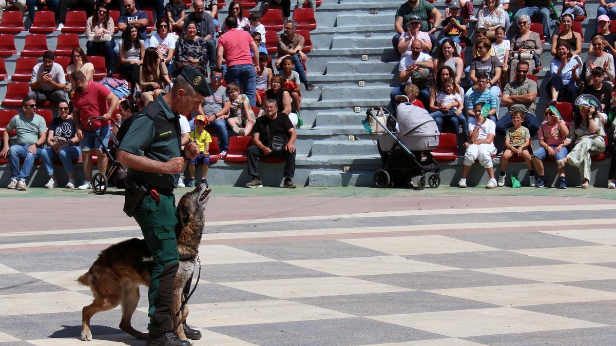 El Servicio Cinológico de la Guardia Civil ofrecerá en Torre Pacheco una exhibición de trabajo con perros adiestrados