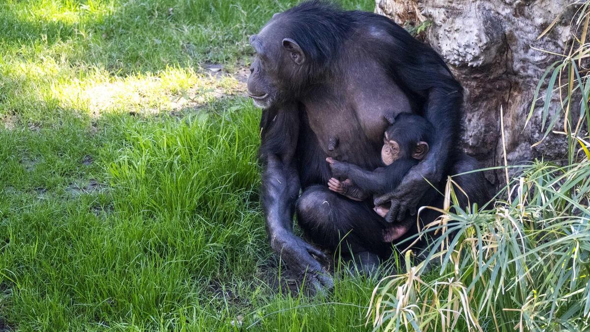 En la estación primaveral, en Bioparc, la vida renace en cada rincón con numerosas crías de diferentes especies.