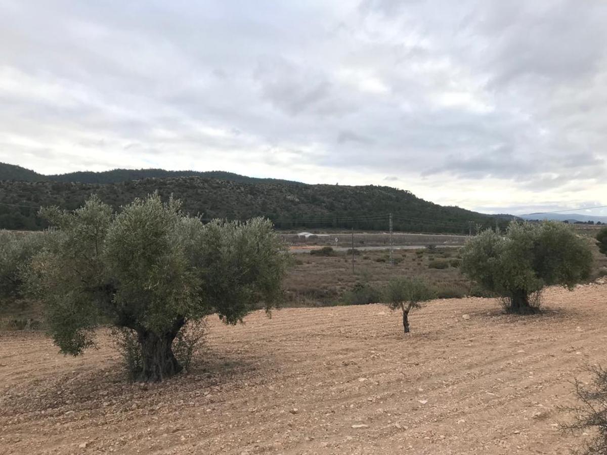 Olivos centenarios antes de ser talados en las inmediaciones de la sierra de Salinas, en término de Villena, para instalar una planta solar.