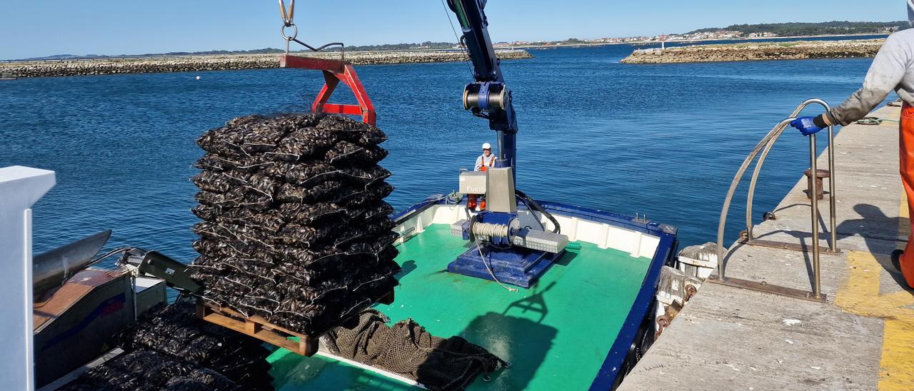 Descargas de mejillón para Francia en Vilanova, ayer.   | //  M. MÉNDEZ