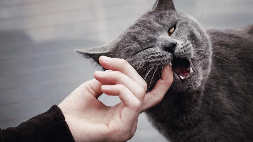 La mordedura de gato, un riesgo potencial para los humanos.